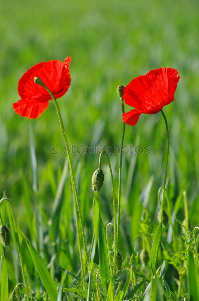 Similar – Foto Bild Gegensätze Blume Mohn