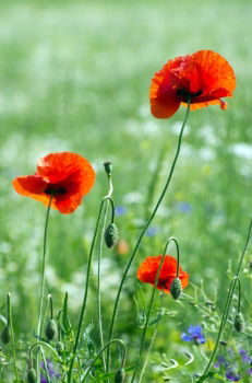 Similar – poppy