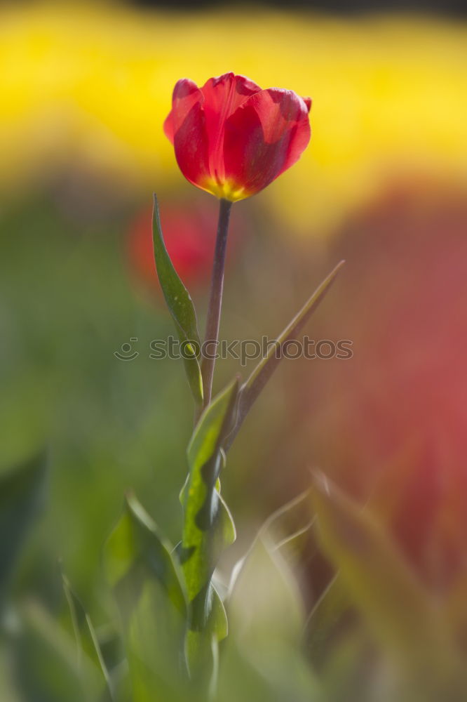 Similar – Image, Stock Photo on one’s own Nature Plant