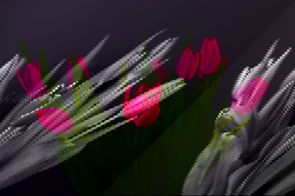 Similar – Image, Stock Photo Tulips from Amsterdam…