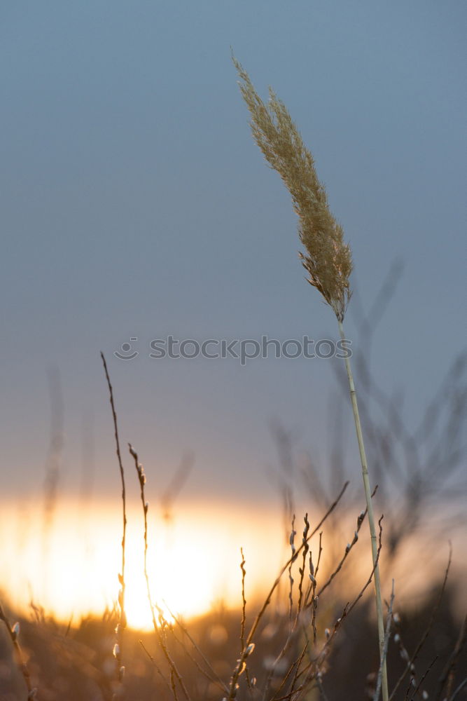 Similar – Sommerabend in der Wiese