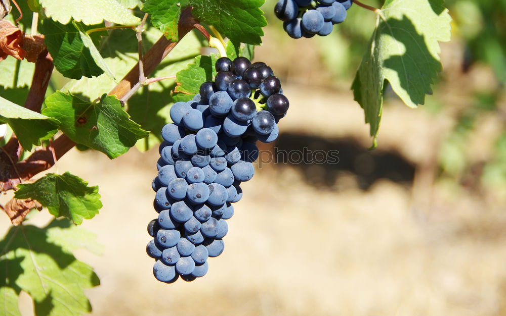 Similar – Image, Stock Photo Vineyards on sunset.