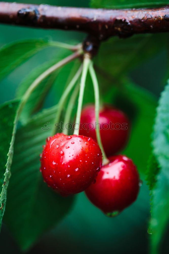 Similar – Raspberries Urban Gardening