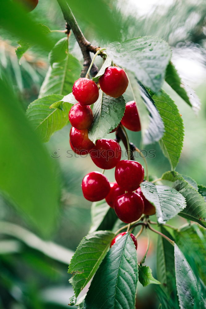 ripe fresh organic cherries