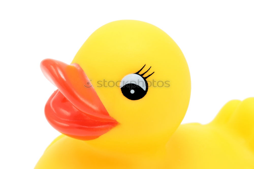 Similar – squeaky duck Squeak duck