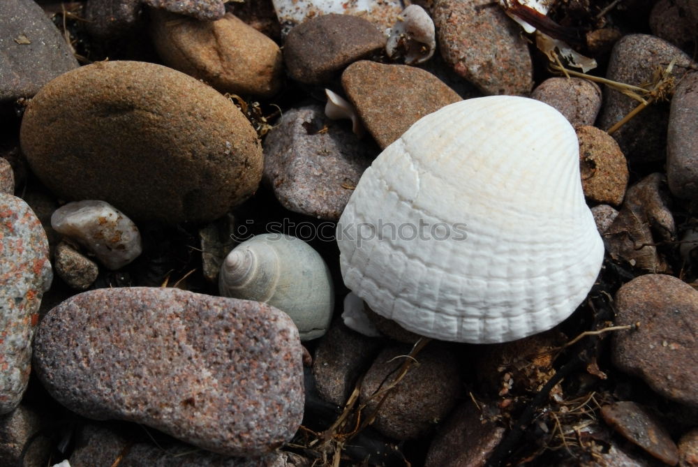 Similar – Foto Bild Muscheln im Glas. Natur