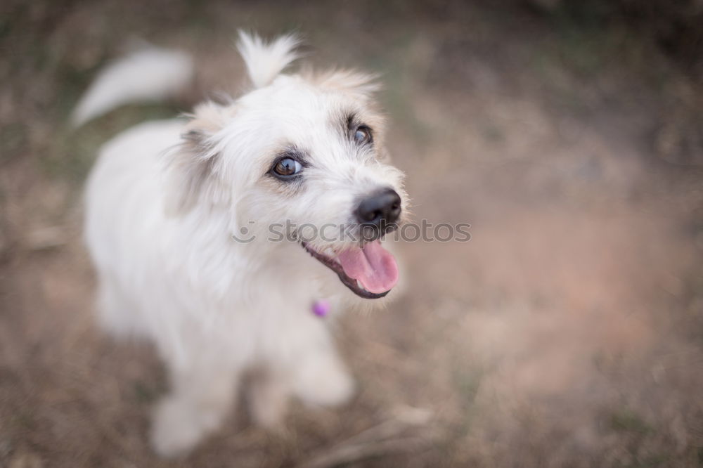 Similar – Image, Stock Photo cute brown spanish water dog sitting on floor. Outdoors