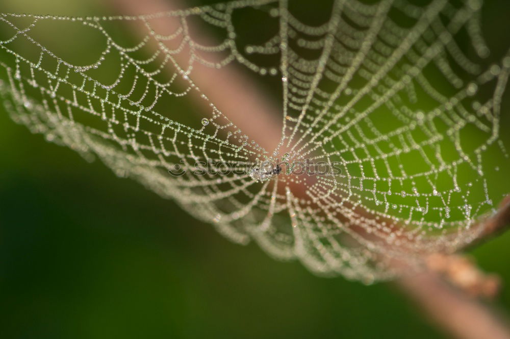 Similar – Image, Stock Photo grasses Wellness