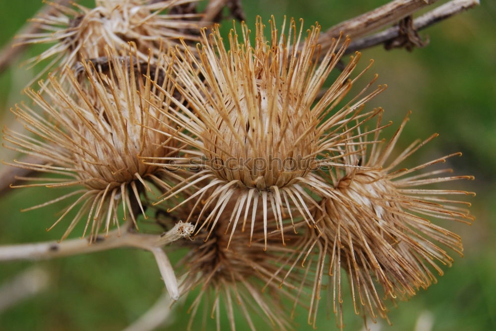 HedgehogSnailFruit