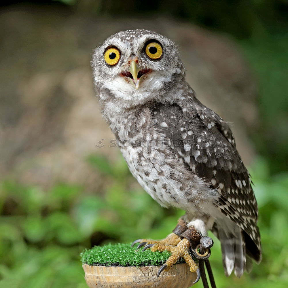 Similar – Image, Stock Photo little owl hiding in cement pillar