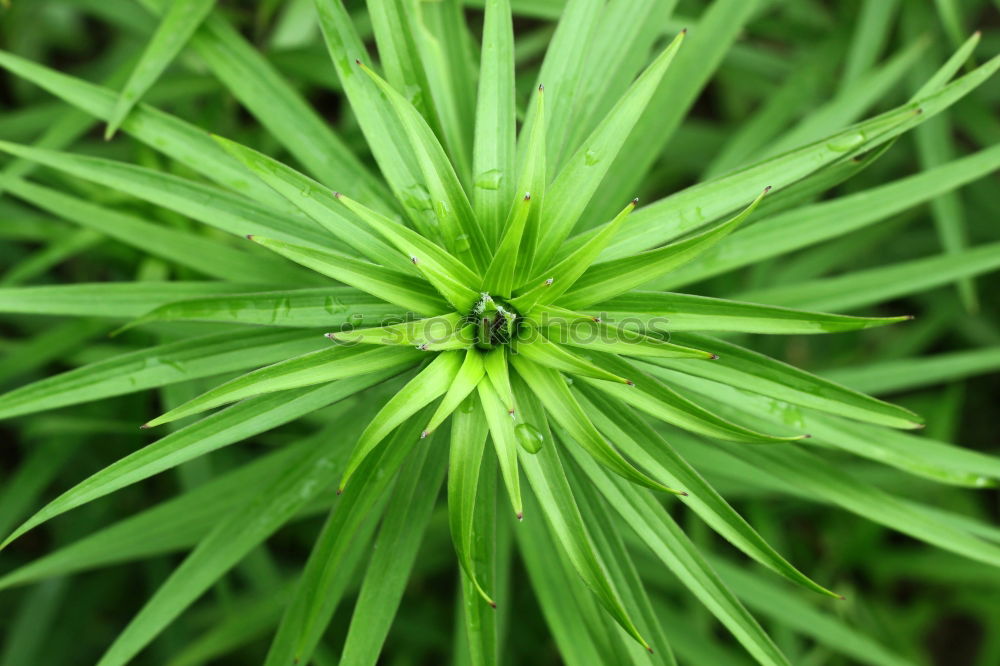 Similar – Image, Stock Photo symmetry Garden Gardening