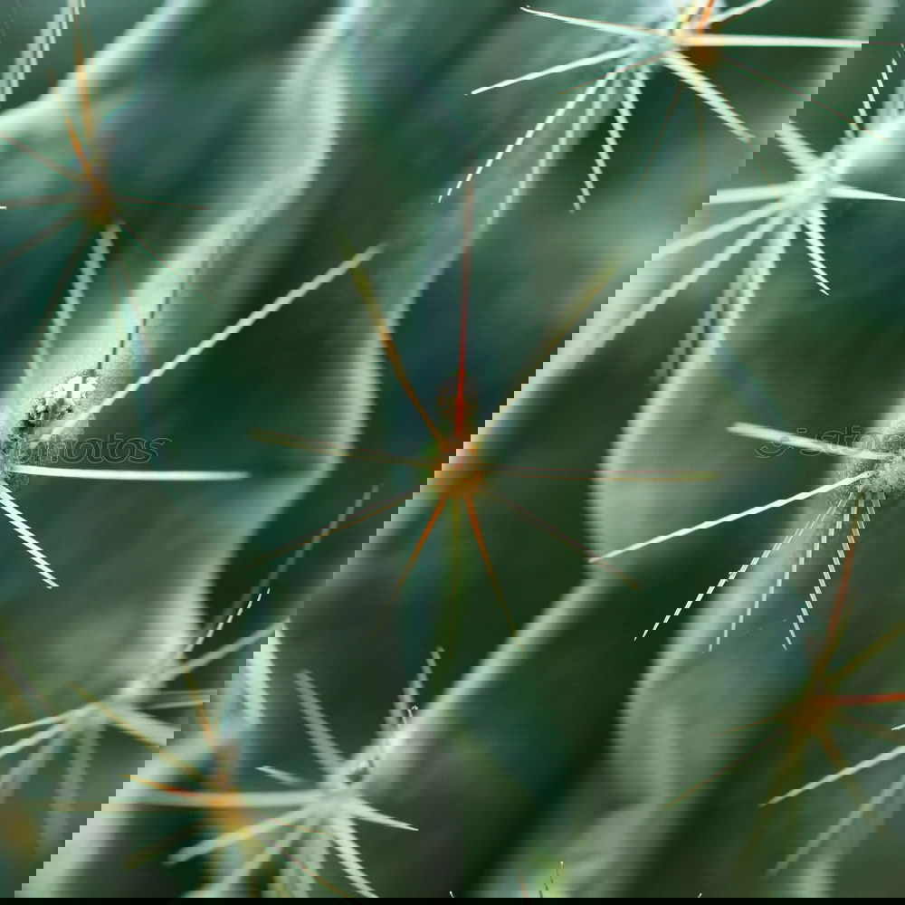 Similar – Image, Stock Photo For Ulli Cactus Song