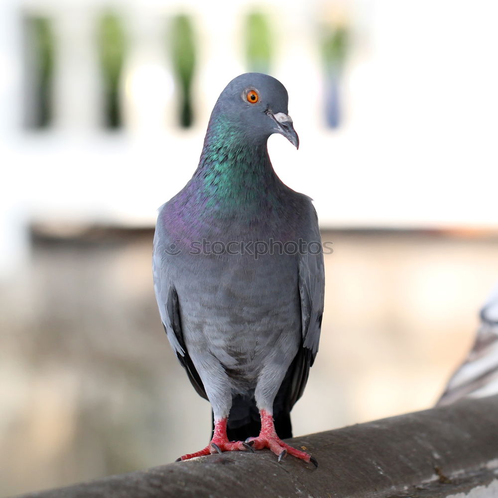 Similar – Foto Bild Portrait Tier Vogel Taube