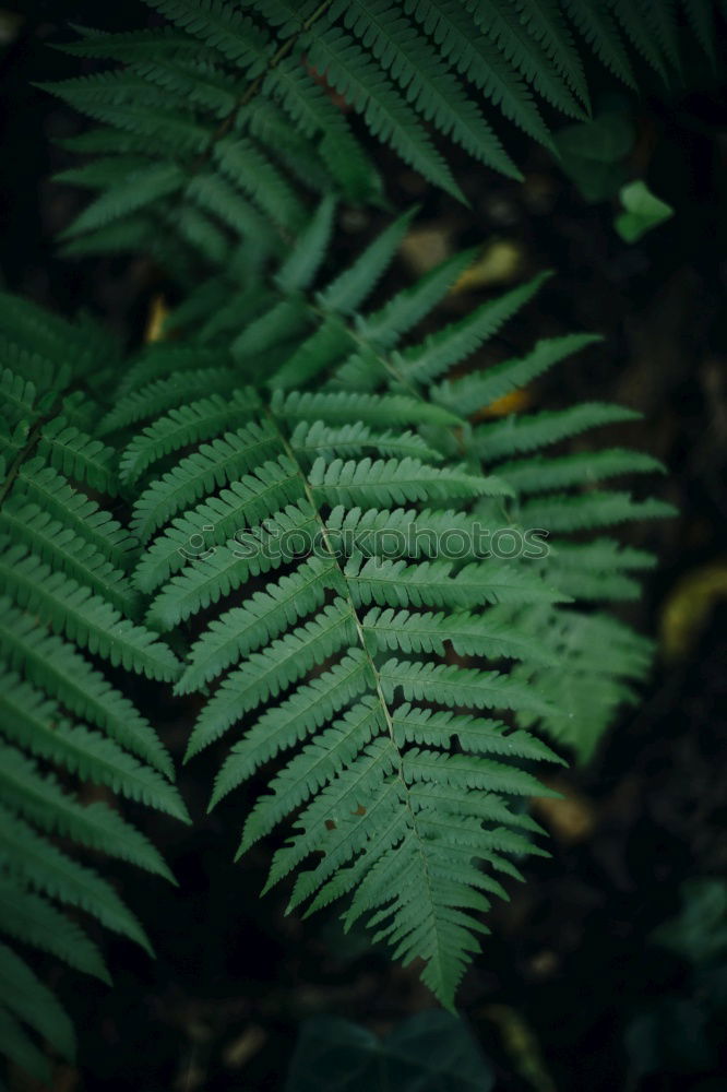 Image, Stock Photo frond Fern Environment