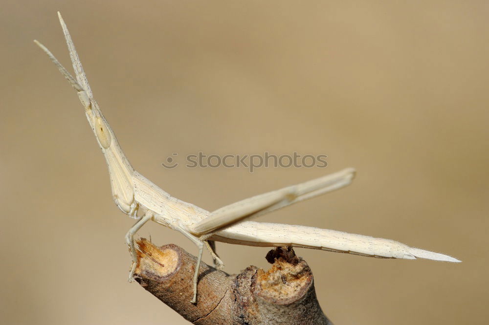 Similar – Image, Stock Photo mandrel Plant Animal Thorn