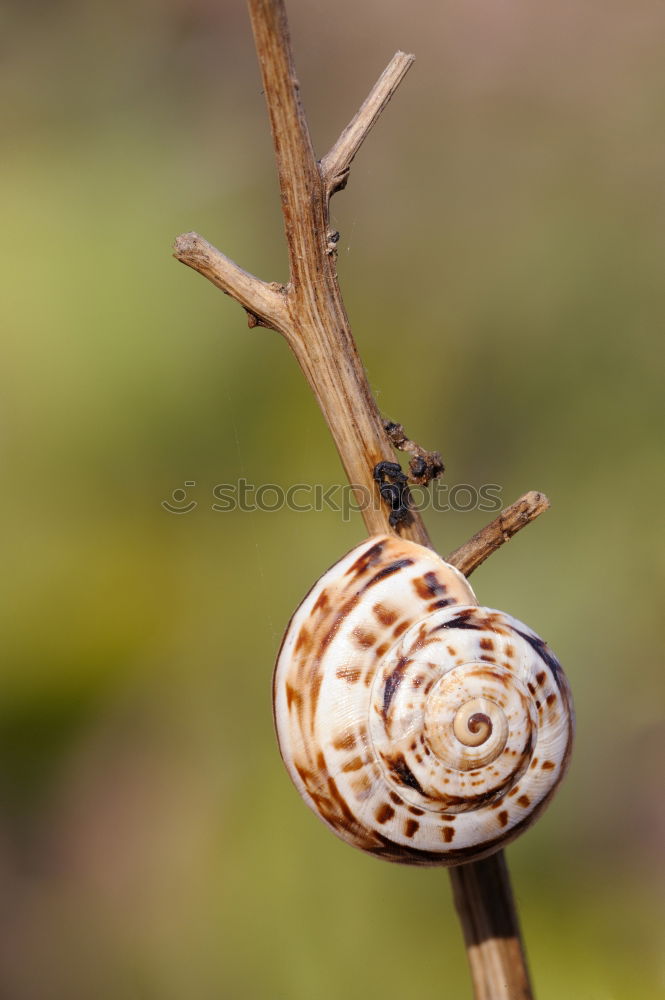 Similar – small snail Happy