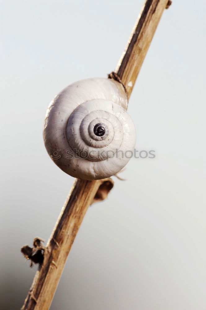 Similar – Image, Stock Photo Snail shell with natural symmetry