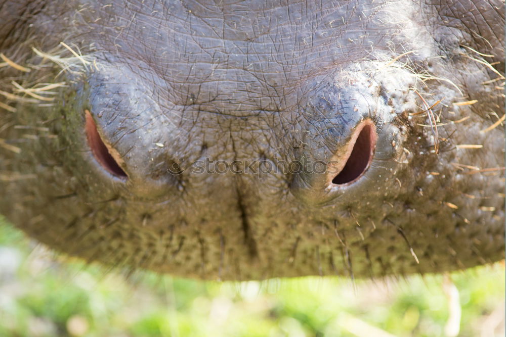 Similar – Image, Stock Photo wet kiss Cow Wide angle