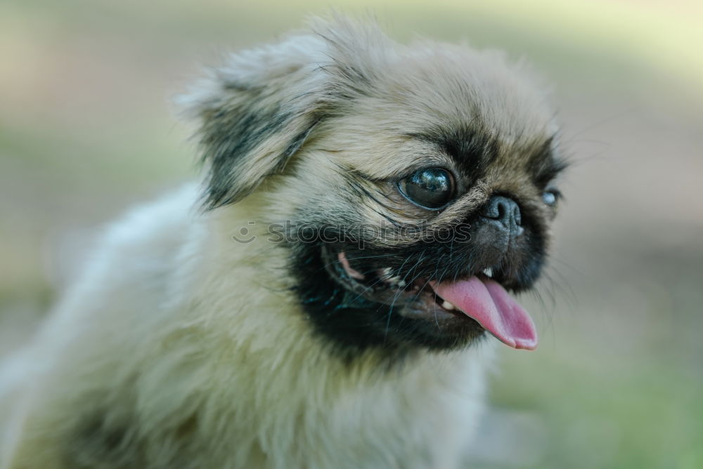 young pug Nature Plant