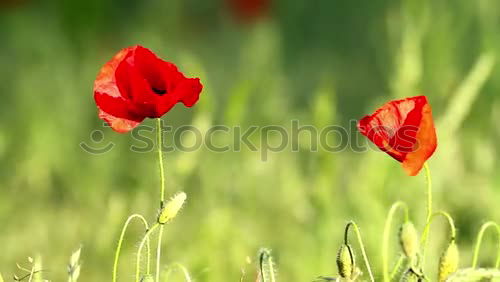 Similar – Foto Bild Gegensätze Blume Mohn