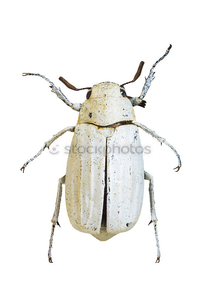 Similar – Image, Stock Photo cockchafer Nature Animal