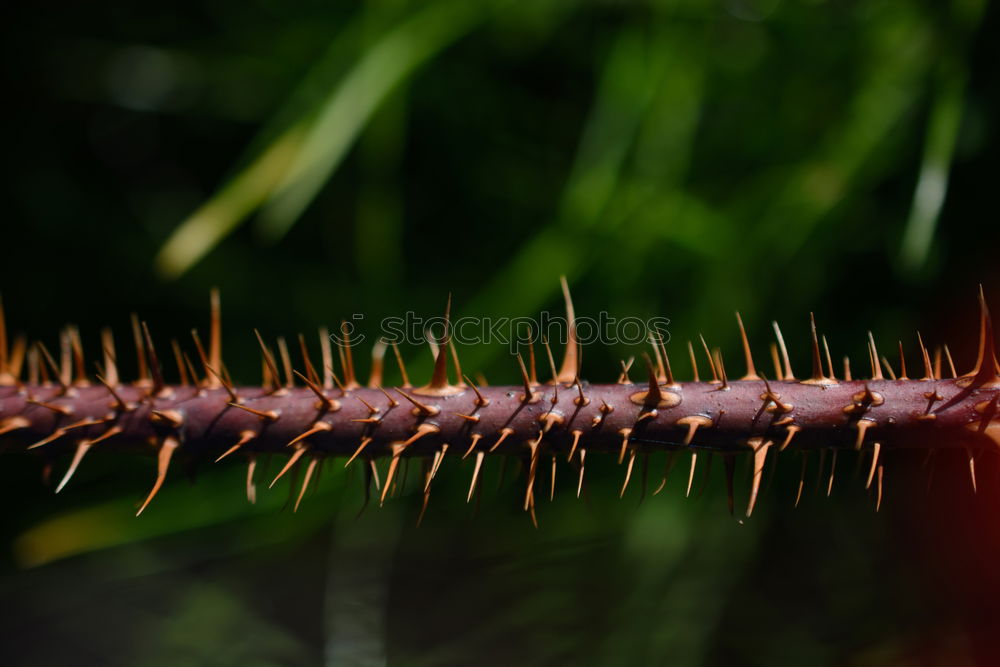 Similar – Delikatesse Steinpilze