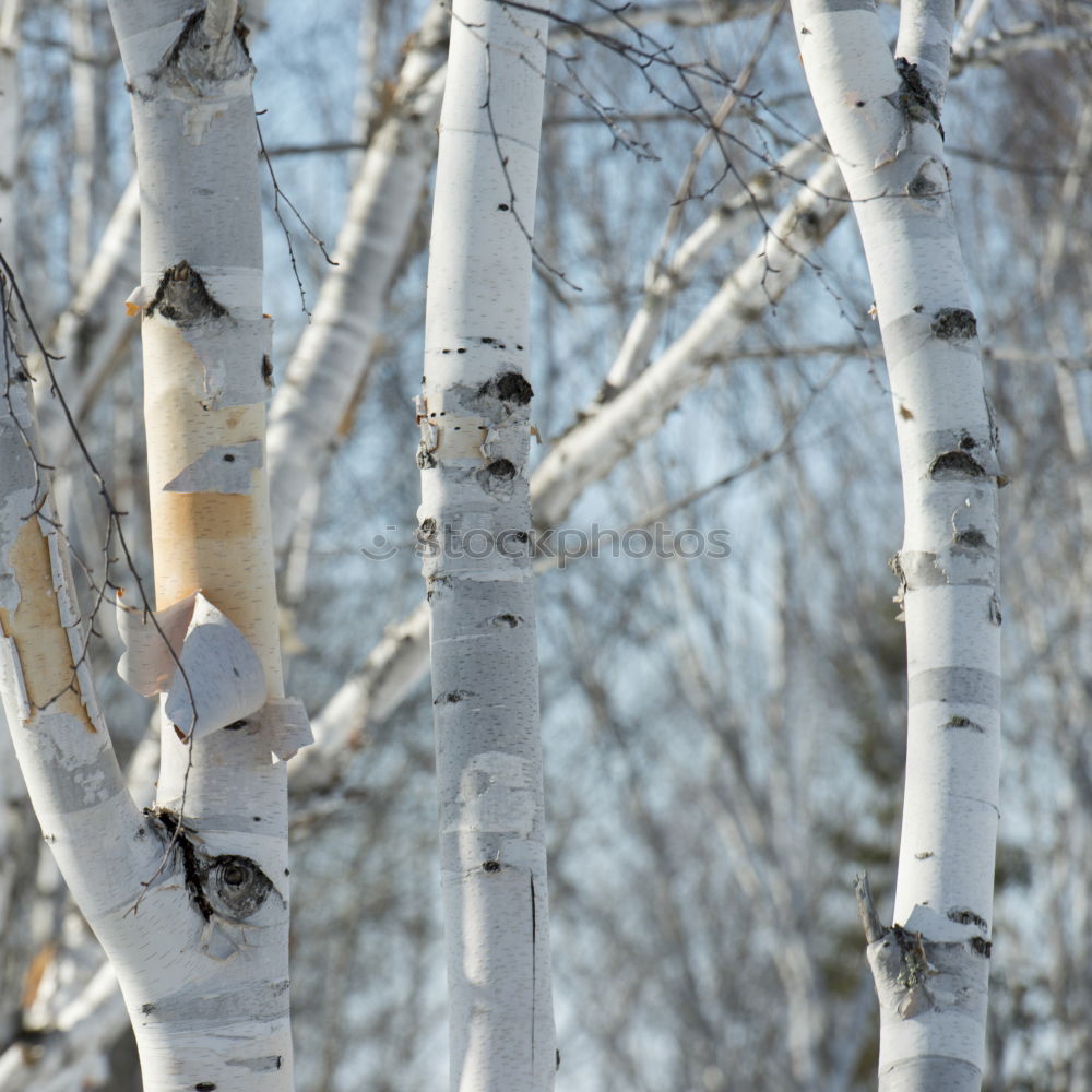 Similar – birch. Environment Nature