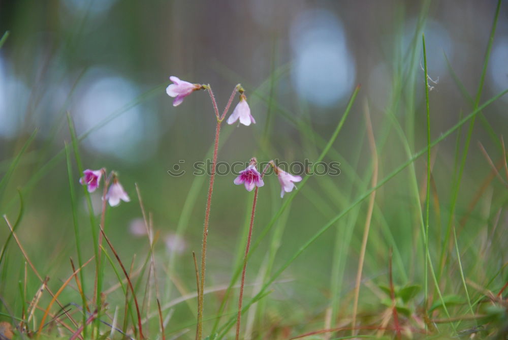 Similar – Image, Stock Photo Nest in the bush (anemone)