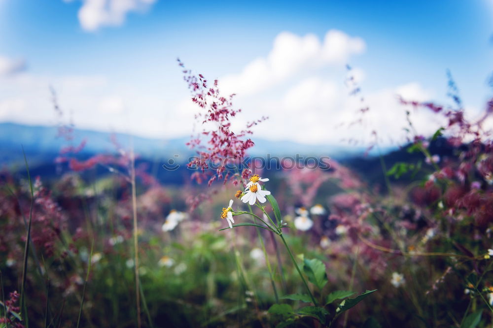 Similar – Image, Stock Photo edelweiss Mountain Hiking