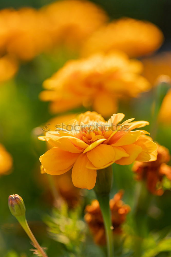 Similar – Foto Bild Orange Kraft Blume Sommer