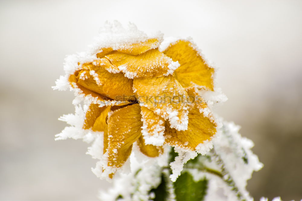 Similar – Foto Bild eingeschneit Regen