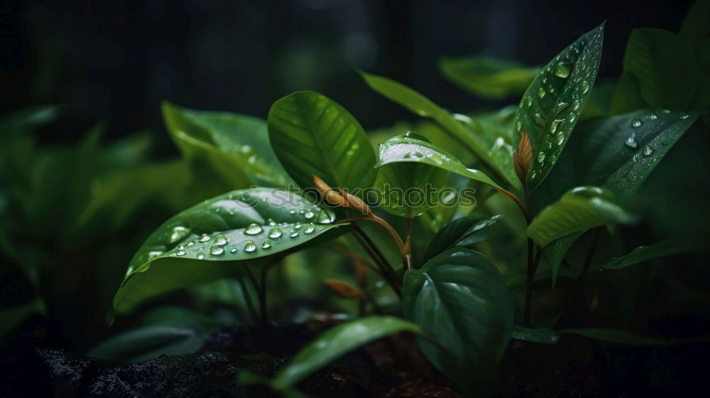 Similar – Image, Stock Photo rain Rain Drops of water