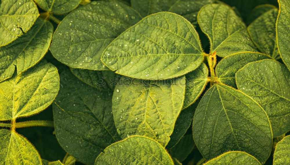 Similar – Image, Stock Photo Lucky clover, clover, four-leaved, raindrop, forest soil