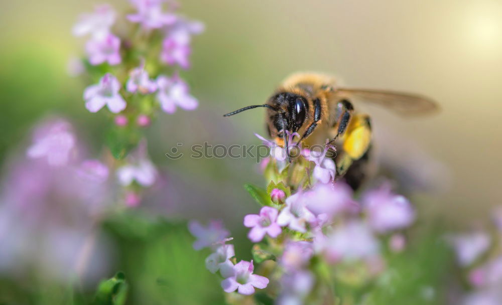 Similar – insect Nature Plant Animal