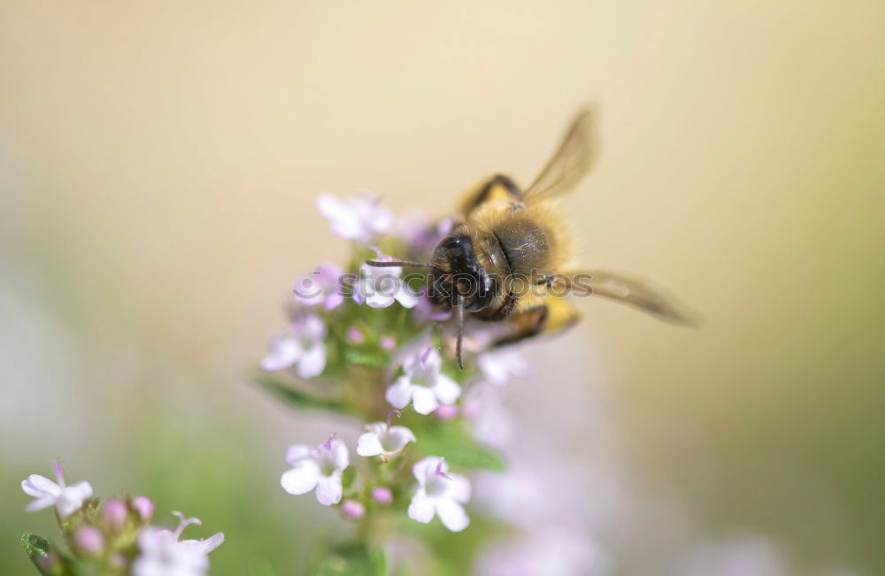 fluffy | with sting. Bumblebee and lavender