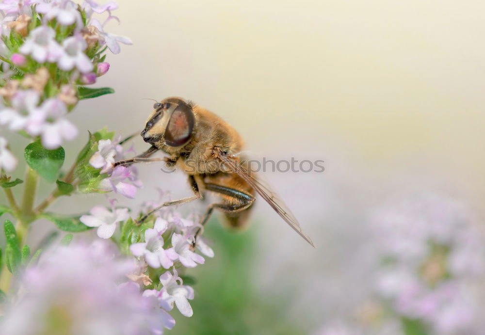 Similar – Image, Stock Photo in twos Nature Plant