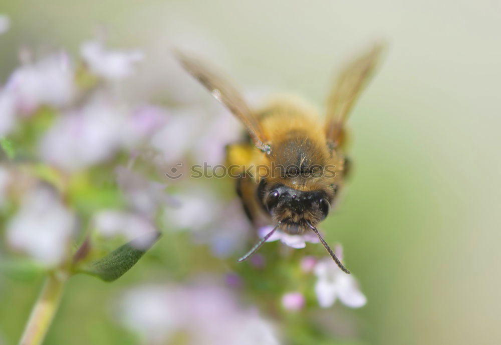 Similar – fluffy bumblebee looking for food on a purple thistle flower