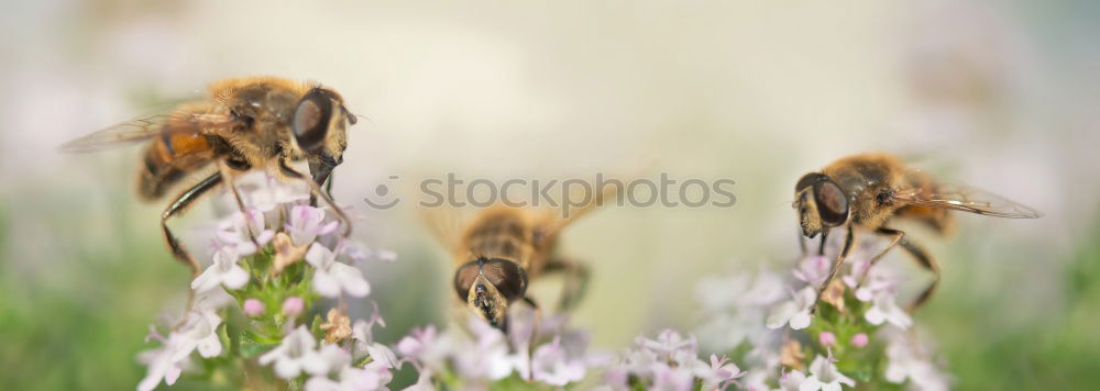 Similar – Blossom and bee Honey