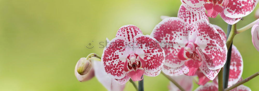 Similar – cocks Nature Plant Spring