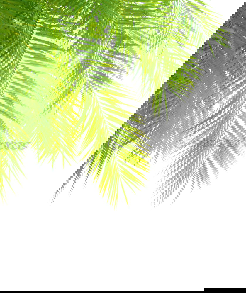 Similar – Image, Stock Photo Palm leaves in front of bright wall