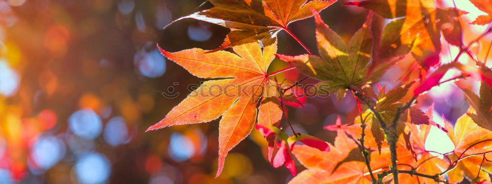 Similar – autumn foliage Red