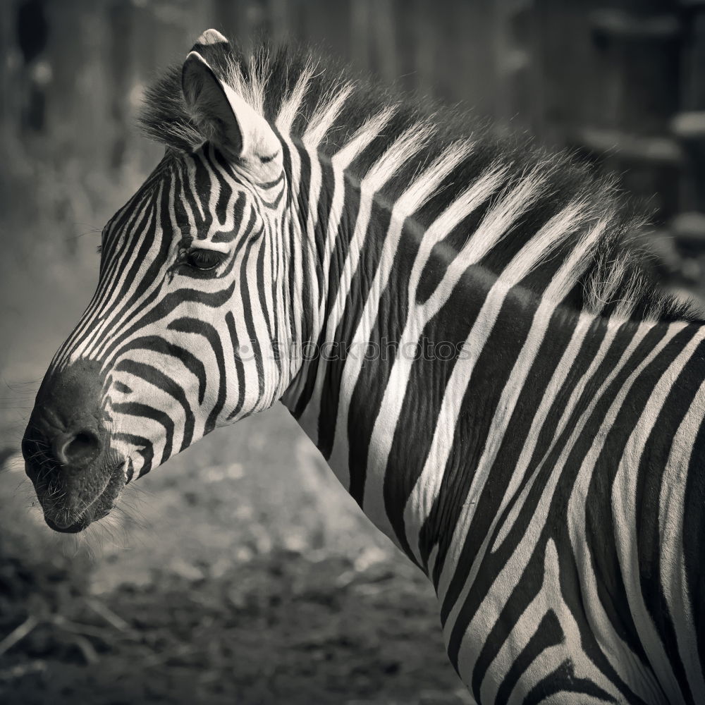 Similar – Zebras standing together 2