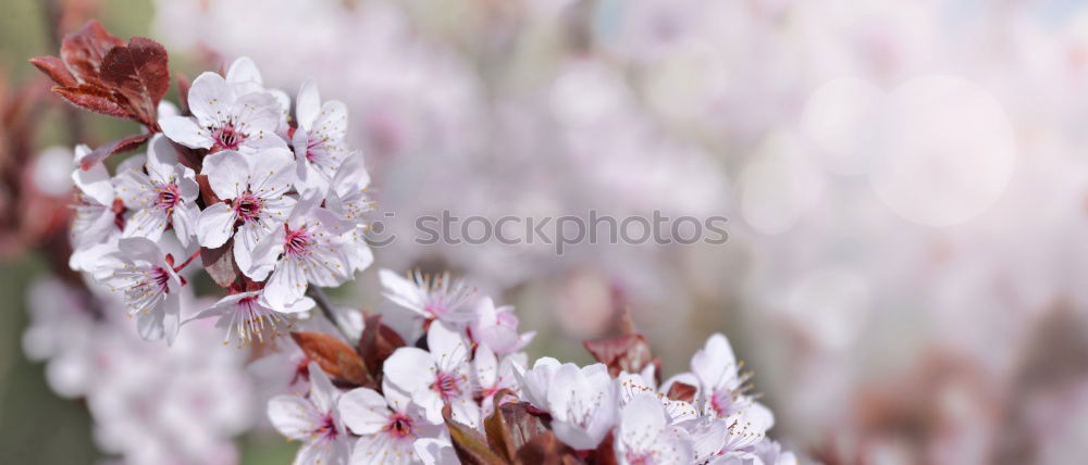 Similar – Image, Stock Photo Vintage flower Nature