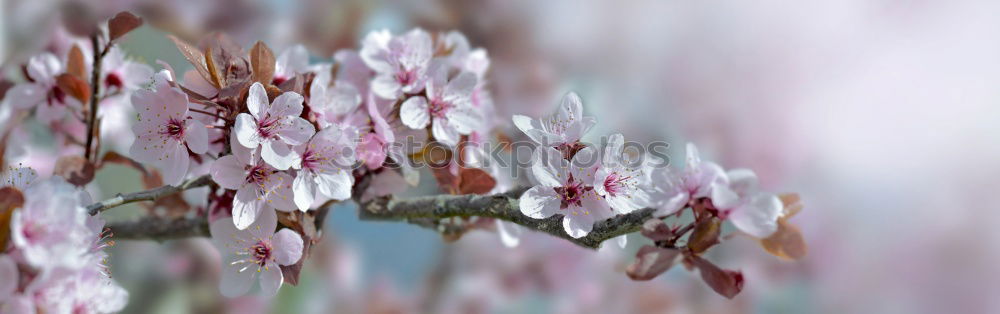 Similar – Image, Stock Photo spring fever Blossom Plant