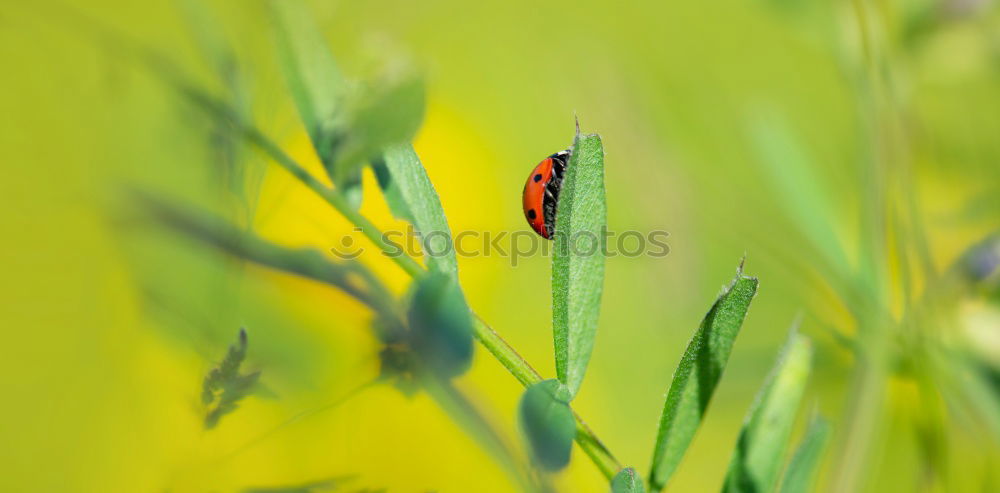 Similar – Foto Bild Käfer Natur Tier Gras Feld