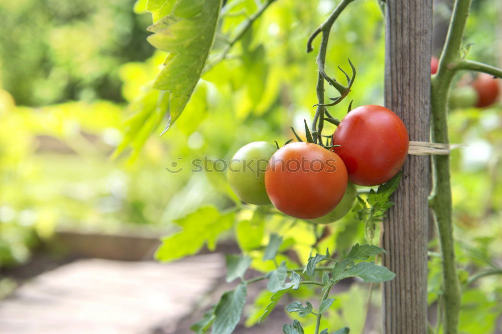 Similar – Image, Stock Photo Tomatoes again Fruit