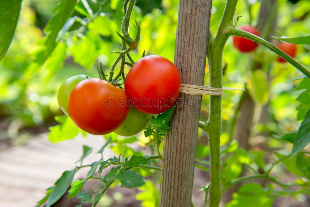 Similar – Image, Stock Photo Tomatoes again Fruit