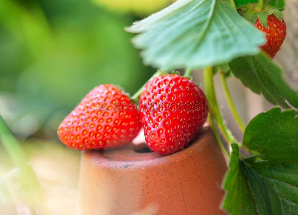 Similar – Image, Stock Photo strawberries Food Fruit