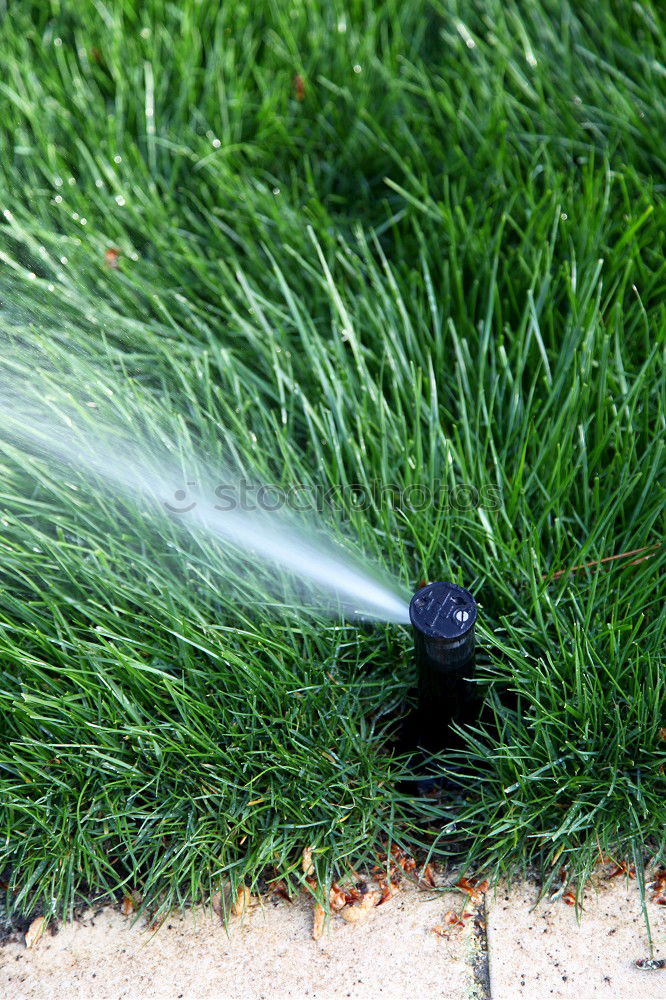 Similar – Image, Stock Photo Watering Summer Garden