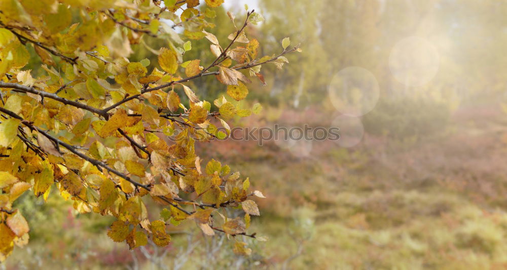 Similar – sycamore maple in autumn